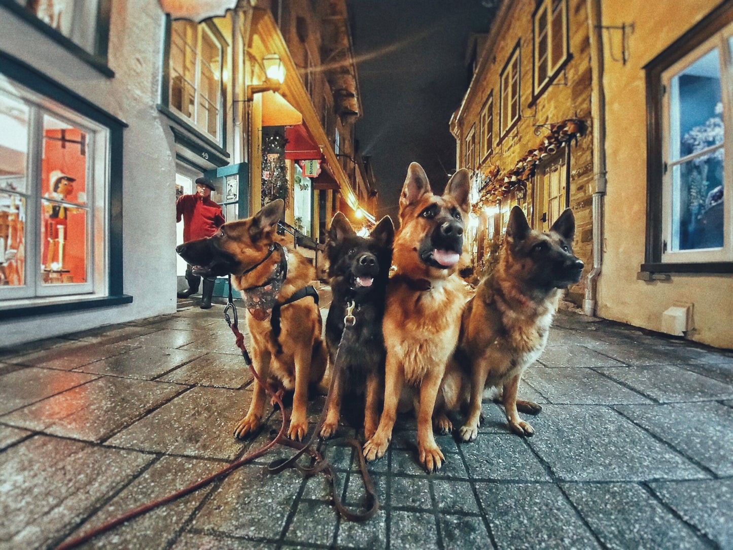 Atelier chiens réactifs - Vieux Québec