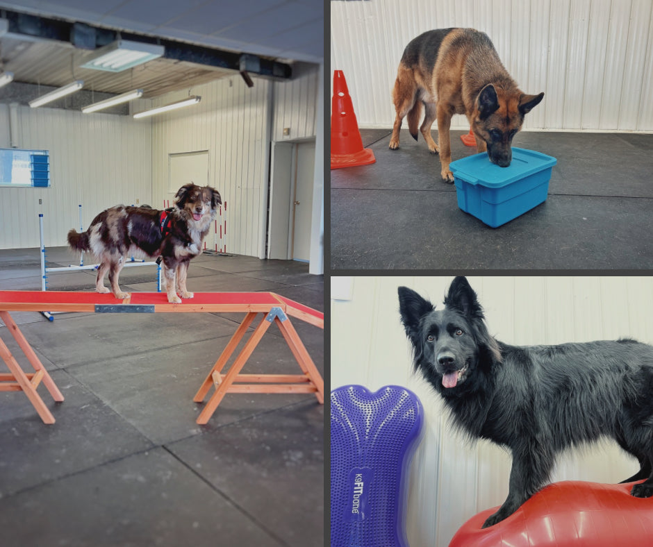 Découverte des sports canins (niveau 3)