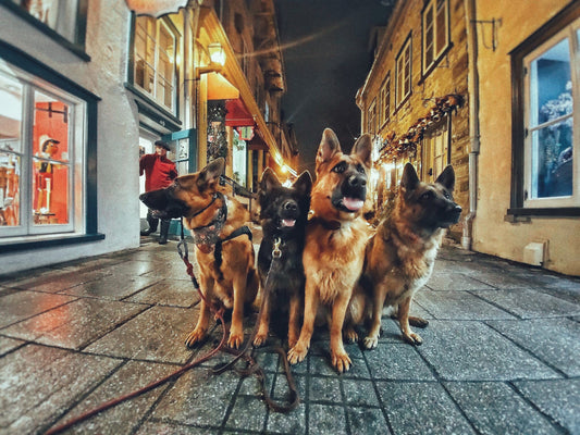 Atelier chiens réactifs - Vieux Québec