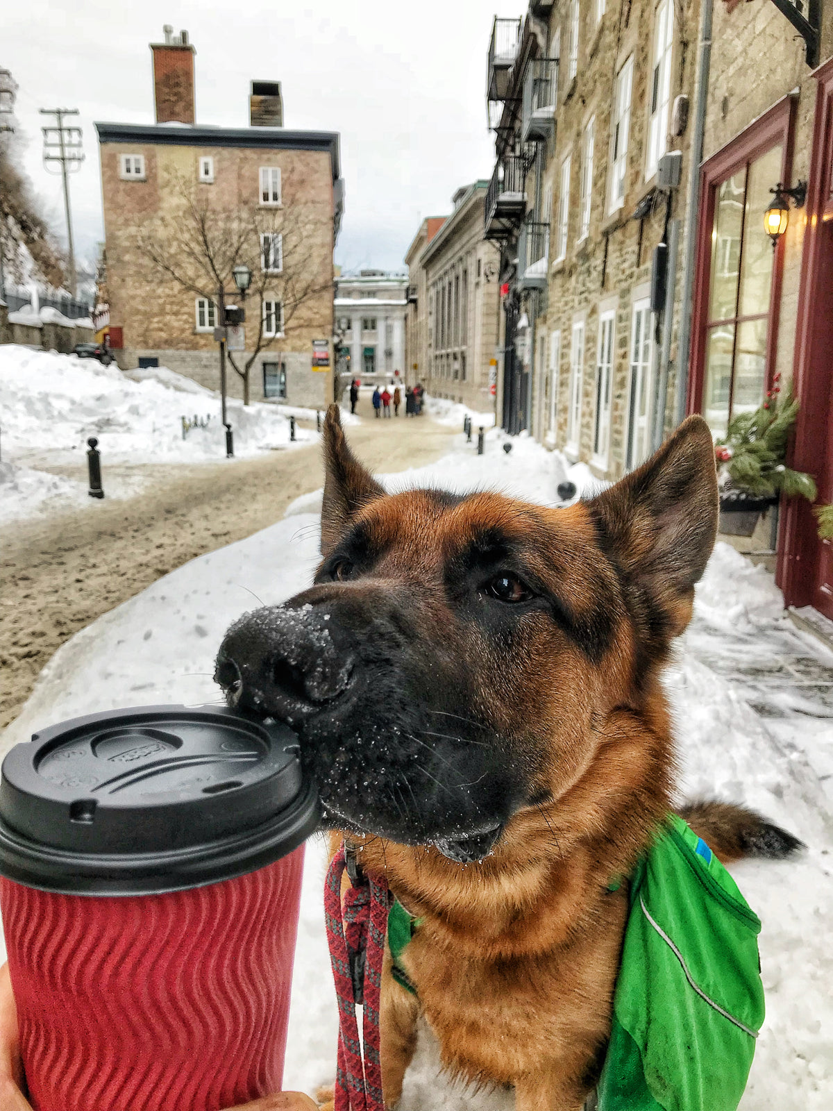 Chien réactif en milieu urbain